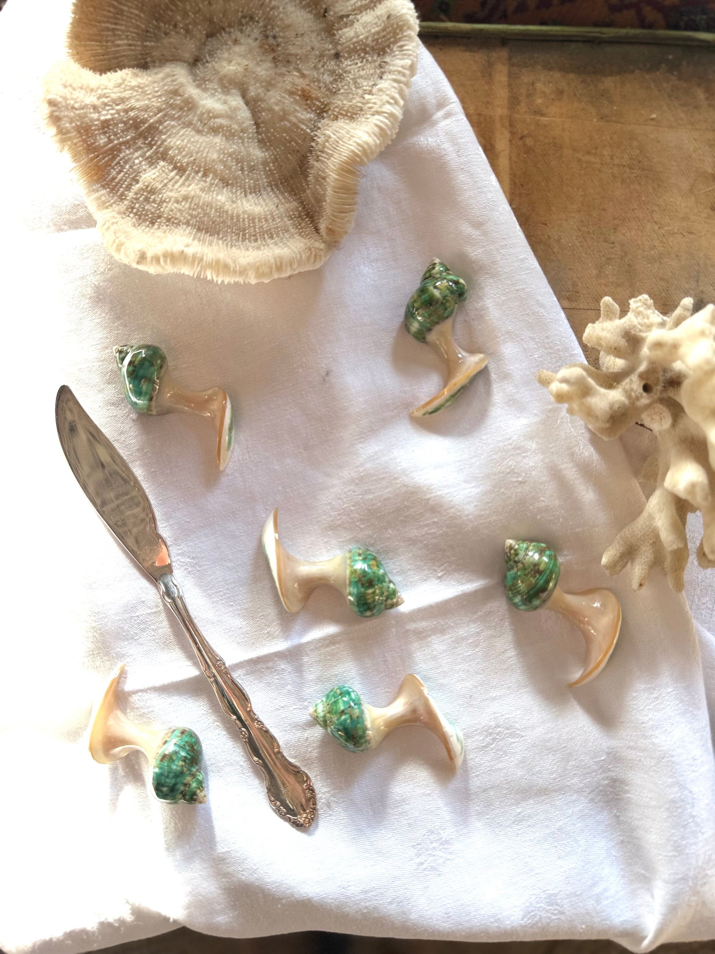 Porte-couteaux, coquillages